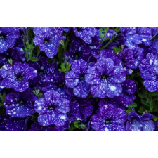  Kék tapéta, 300 x 200 cm tapéta, díszléc és más dekoráció