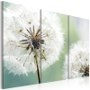  Kép - Fluffy dandelions 120x80