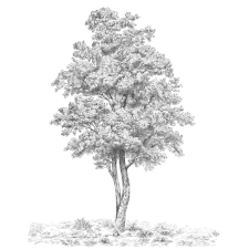 Komar nemszőtt fotótapéta Arbre 200 cm x 250 cm tapéta, díszléc és más dekoráció