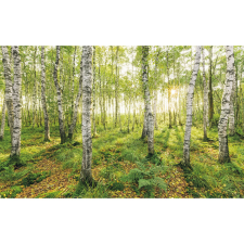 Komar nemszőtt fotótapéta Birch Trees 400 cm x 250 cm tapéta, díszléc és más dekoráció
