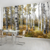 Komar Products Gmbh Colorful Aspenwoods fotótapéta