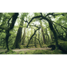 Komar Vlies fotótapéta Ancient Green 450 cm x 280 cm tapéta, díszléc és más dekoráció