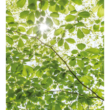 Komar Vlies fotótapéta Im Frühlingswald 250 cm x 280 cm tapéta, díszléc és más dekoráció