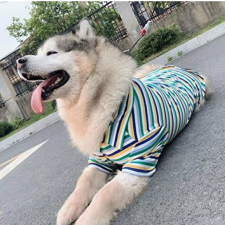  Kutyaruha - Csíkos pamut ing minden mèretben - 6XL kutyaruha