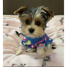  Kutyaruha - Kutyapulóver - Kutyapulcsi - Mintás - Kék - L - kék kutyaruha