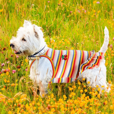  Kutyaruha - Színes pamut ruha cseresznye mintával kétféle színben - XL - rózsaszín csíkos kutyaruha