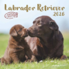  Labrador Retriever 2026 - Broschürenkalender 30x30 cm (30x60 geöffnet) - Kalender mit Platz für Notizen - Dachshund - Bildkalender - Wandplaner - Dack
