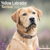  Labrador Retriever (Yellow) Calendar 2026  Square Dog Breed Wall Calendar - 16 Month