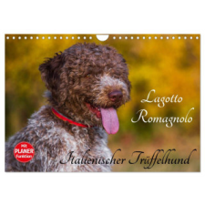  Lagotto Romagnolo - Italienischer Trüffelhund (Wandkalender 2024 DIN A4 quer), CALVENDO Monatskalender – Sigrid Starick naptár, kalendárium