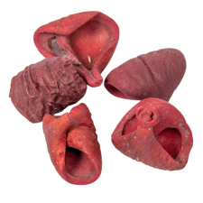  Lali szárított bordó 22 db/csom dekorációs kellék