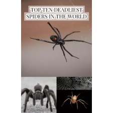 Larry Slawson (magánkiadás) Top Ten Deadliest Spiders in the World egyéb e-könyv