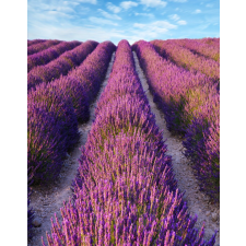  Lavender2 öntapadós és mosható fali tapéta, 150 x 205 cm tapéta, díszléc és más dekoráció