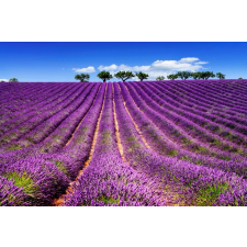  Lavender5 öntapadós és mosható fali tapéta, 250 x 150 cm tapéta, díszléc és más dekoráció
