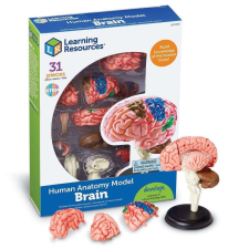 Learning Resources Az emberi agy modellje oktatójáték