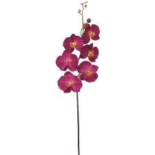 Lepkeorchidea 6 virág fa és növény