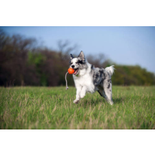 Liker Cord 9 Line - játék (labda kötéllel,narancssárga) kutyák részére (ø9cm) játék kutyáknak