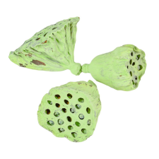  Lotus kicsi 4-6cm falfestékes vil.zöld12db/csom dekorációs kellék