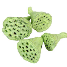  Lotus mini falfestékes világoszöld 5dkg/csom dekorációs kellék