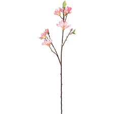  Magnólia 5 virág rózsaszín fa és növény