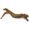  Mangrove mocsári gyökér akváriumba (30-35 cm)