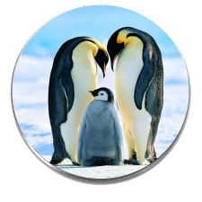 Maria King Pingvincsalád – Acél exkluzív  kitűző – tűvel vagy mágnessel kitűző