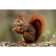  Matrica tapéta Animal57 Squirrel, 200 x 150 cm tapéta, díszléc és más dekoráció