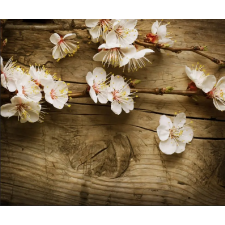  Matrica tapéta Cherry blossoms2, 250 x 150 cm tapéta, díszléc és más dekoráció