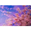  Matrica tapéta Cherry blossoms4, 250 x 150 cm
