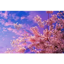  Matrica tapéta Cherry blossoms4, 250 x 150 cm tapéta, díszléc és más dekoráció