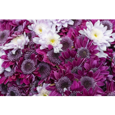  Matrica tapéta Flori157 Lila és fehér krizantém, 250 x 150 cm tapéta, díszléc és más dekoráció