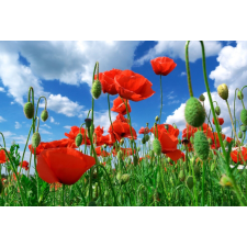  Matrica tapéta Flori75, 250 x 200 cm tapéta, díszléc és más dekoráció