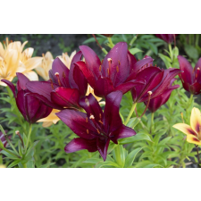  Matrica tapéta Flori77, 250 x 200 cm tapéta, díszléc és más dekoráció