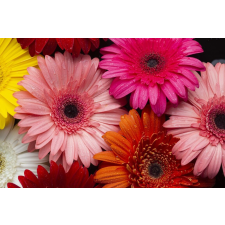  Matrica tapéta Flowers158 Tarka gerberák, 250 x 150 cm tapéta, díszléc és más dekoráció