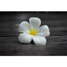  Matrica tapéta Flowers59, 250 x 200 cm tapéta, díszléc és más dekoráció