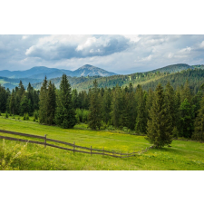  Matrica tapéta Natura155 Rétek és fenyők, 350 x 200 cm tapéta, díszléc és más dekoráció