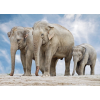  Matricás tapéta Elefántcsalád, 350 x 250 cm