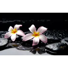  Matricás tapéta Fehér orchidea, 250 x 200 cm tapéta, díszléc és más dekoráció