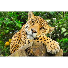  Média Állat37, jaguár tapéta, 270 x 200 cm tapéta, díszléc és más dekoráció