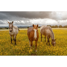  Média Animal60 vászonfestmény, 105 x 70 cm grafika, keretezett kép