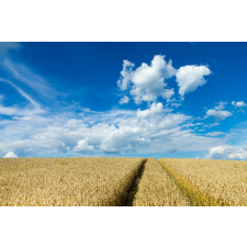  MÉDIA Fali tapéta, Öntapadó és mosható, Természet 150, 220 x 135 cm tapéta, díszléc és más dekoráció