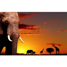  MÉDIA Matrica, 220 x 135 cm, Szavanna szürkületben tapéta, díszléc és más dekoráció