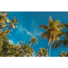  Média matrica tapéta, pálmafával és kék éggel, 220 x 135 cm tapéta, díszléc és más dekoráció