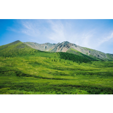  MÉDIA Natura108 öntapadós tapéta, 270 x 200 cm tapéta, díszléc és más dekoráció