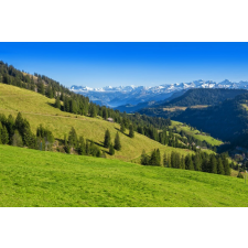  MÉDIA Natura135 matrica tapéta, 220 x 135 cm tapéta, díszléc és más dekoráció