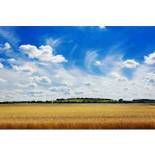  Média Natura141 vászonfestmény, 105 x 70 cm grafika, keretezett kép