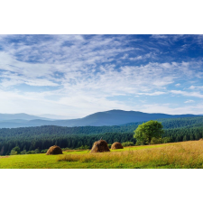  MÉDIA Natura149 matrica, 270 x 200 cm tapéta, díszléc és más dekoráció