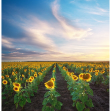  Média Natura 66 tapéta, 135 x 225 cm tapéta, díszléc és más dekoráció