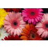  Media Nyomtatott tapéta, gerberák, 220 x 135 cm