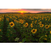  Media Nyomtatott tapéta, napraforgó mező, 270 x 200 cm