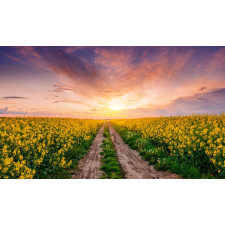  MÉDIA öntapadó és mosható fali fotótapéta, Természet, 270 x 200 cm tapéta, díszléc és más dekoráció